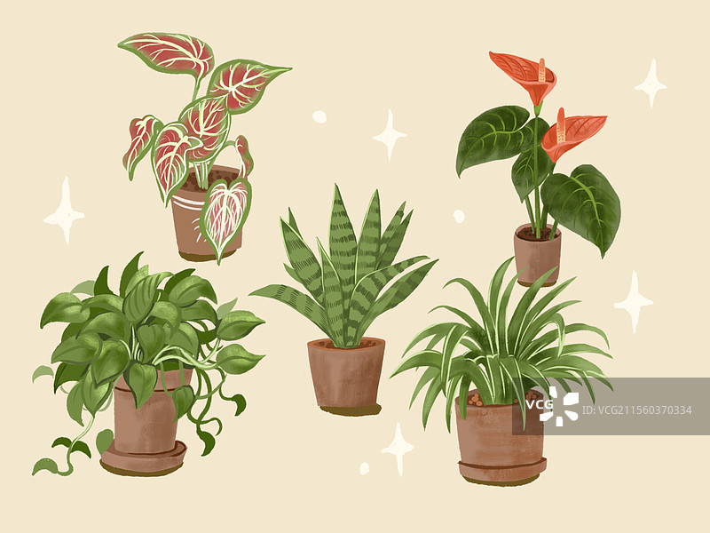 植物盆栽图片素材