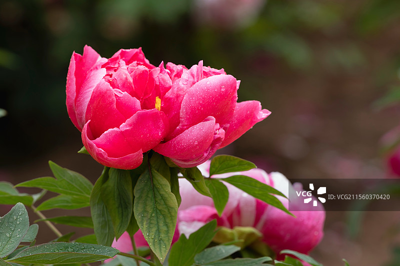 春天红色牡丹花图片素材