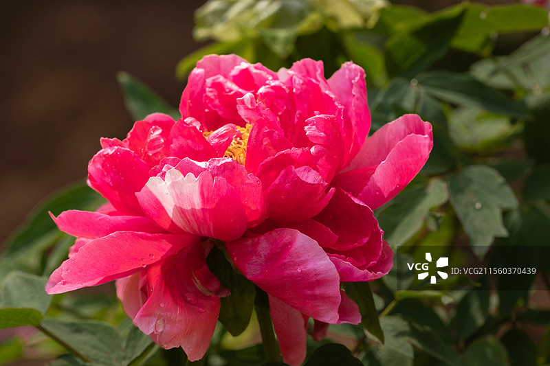 春天红色牡丹花图片素材