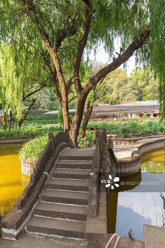 昆明武定狮子山风景区小桥垂柳图片素材