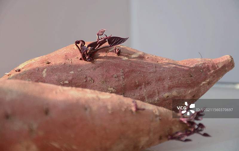 水培养殖植番薯图片素材