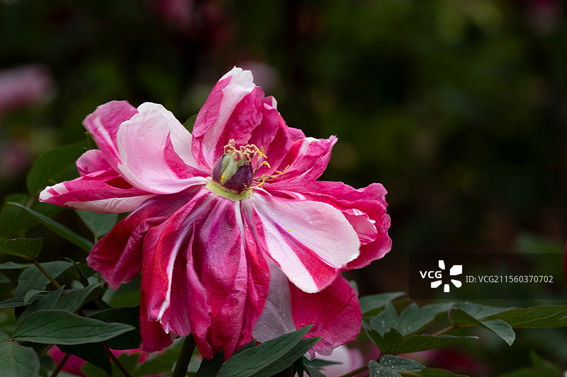 逆光牡丹花图片素材