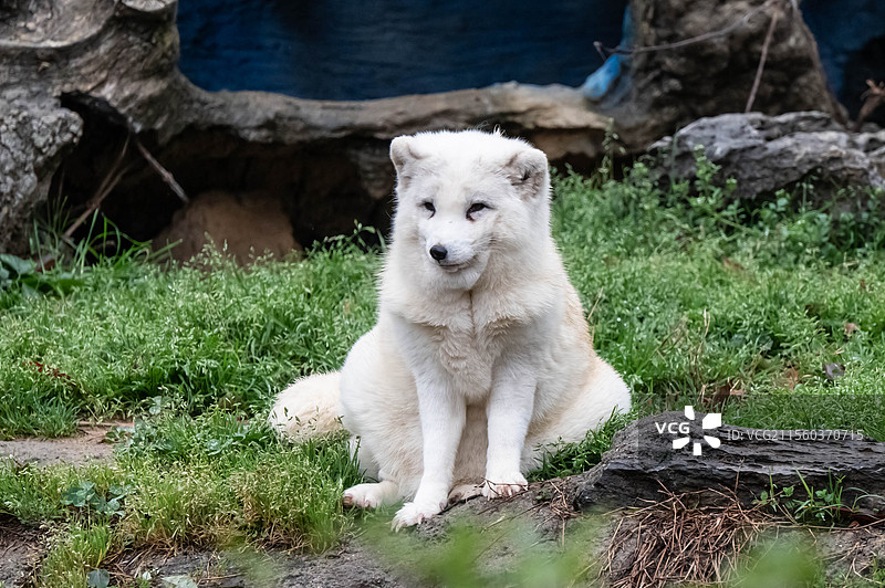 北极熊 杭州野生动物世界图片素材