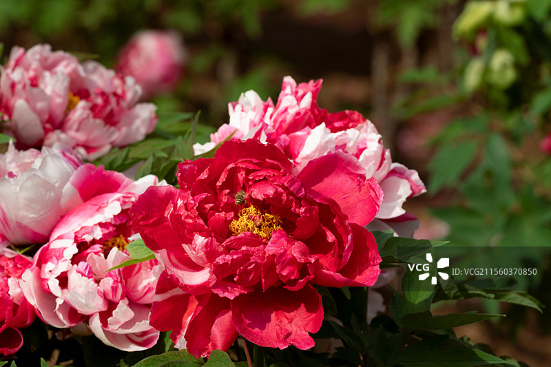 逆光牡丹花图片素材