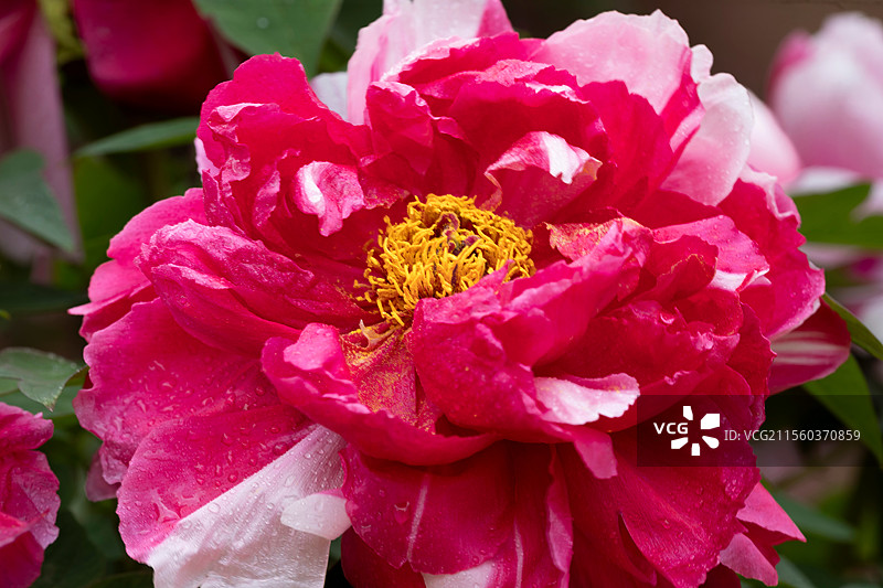 逆光牡丹花图片素材