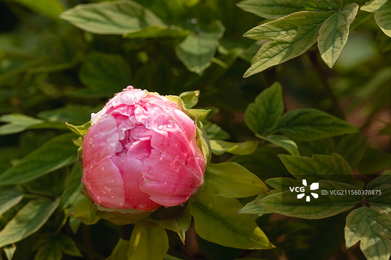 逆光牡丹花图片素材