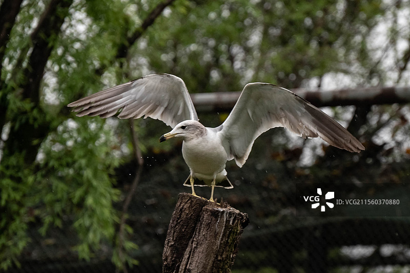 银鸥 杭州野生动物世界图片素材