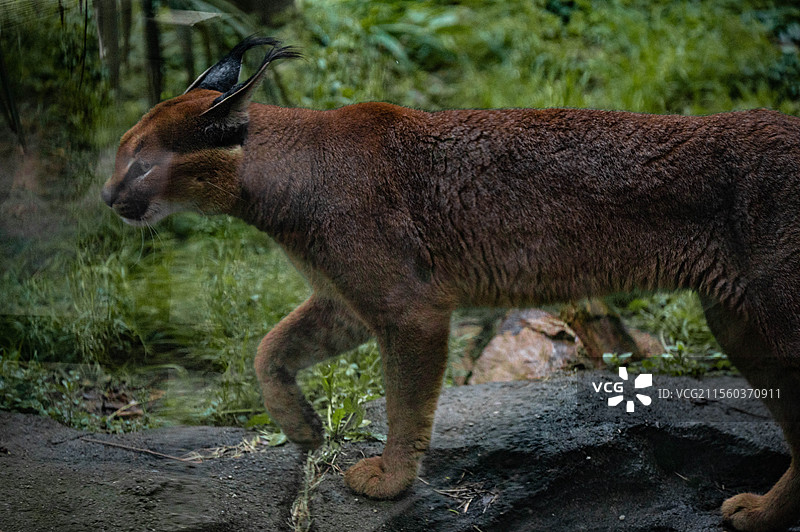 狞猫 杭州野生动物世界图片素材