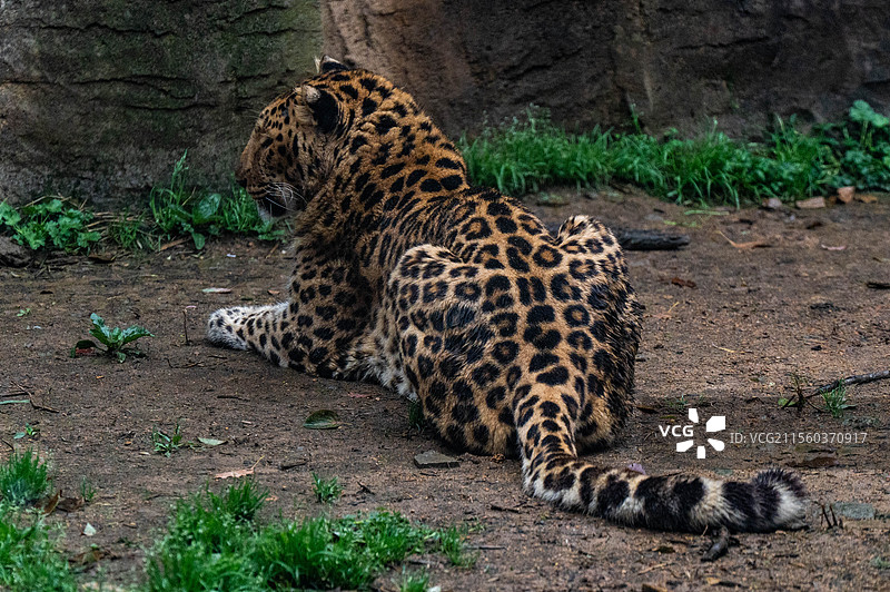 金钱豹 杭州野生动物世界图片素材