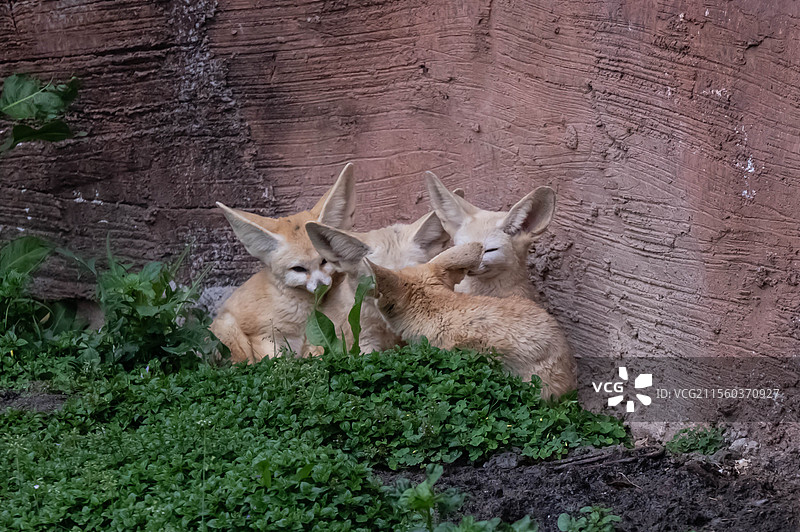 耳廓狐 杭州野生动物世界图片素材