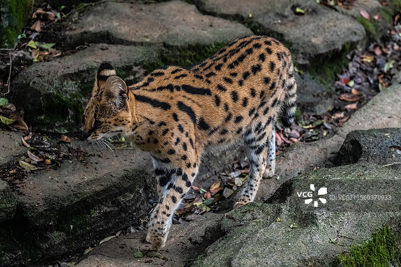 薮猫 杭州野生动物世界图片素材