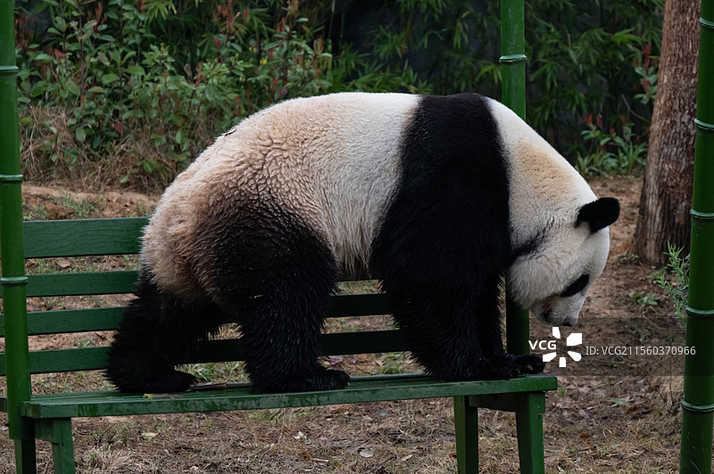 大熊猫 杭州野生动物世界图片素材