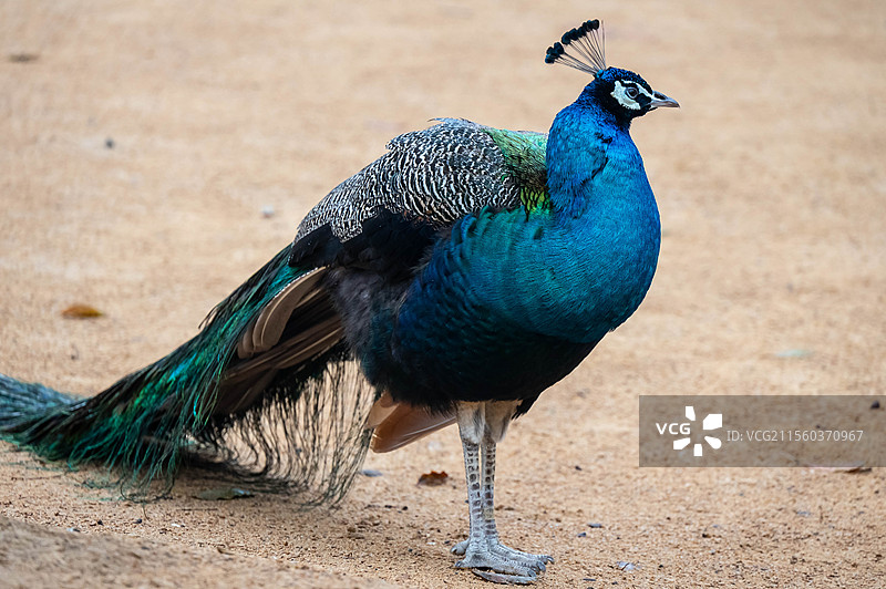 孔雀 杭州野生动物世界图片素材