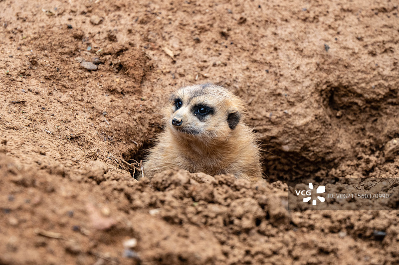 探头的细尾獴图片素材