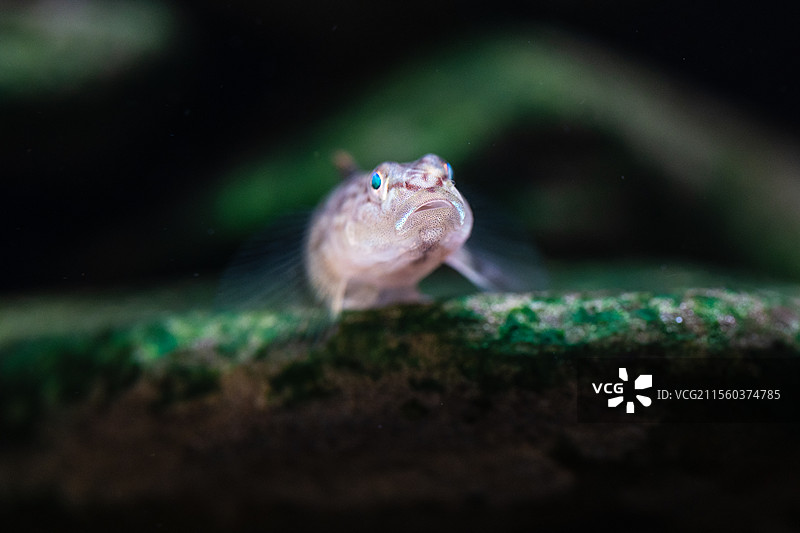 李氏虾虎鱼微距特写图片素材