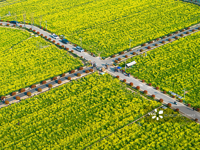 上海宝山罗店远景村油菜花田图片素材