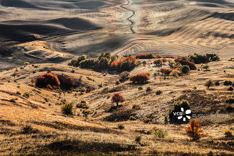 丘陵田园之境—Palous 麦田图片素材