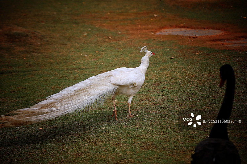 孔雀  摄于江西鄱阳湖国家湿地公园图片素材