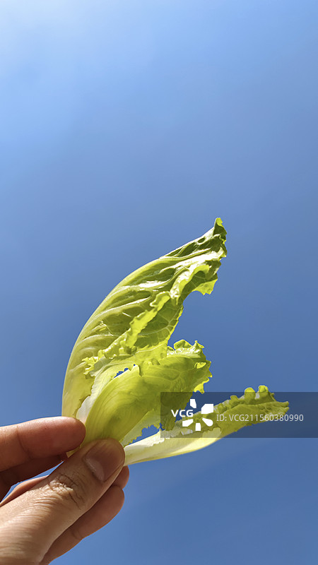 手拿生菜（生财有道）图片素材