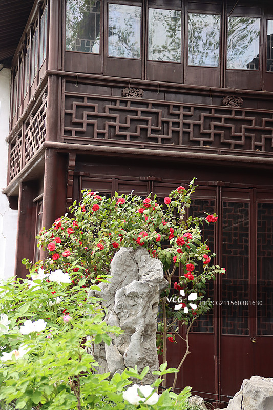 苏州园林 耦园 红山茶与太湖石图片素材