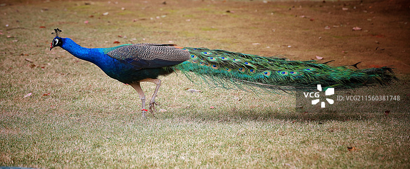 孔雀  摄于江西鄱阳湖国家湿地公园图片素材
