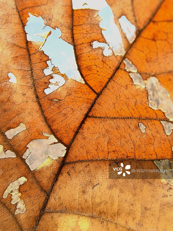 残缺红叶的纹理图片素材