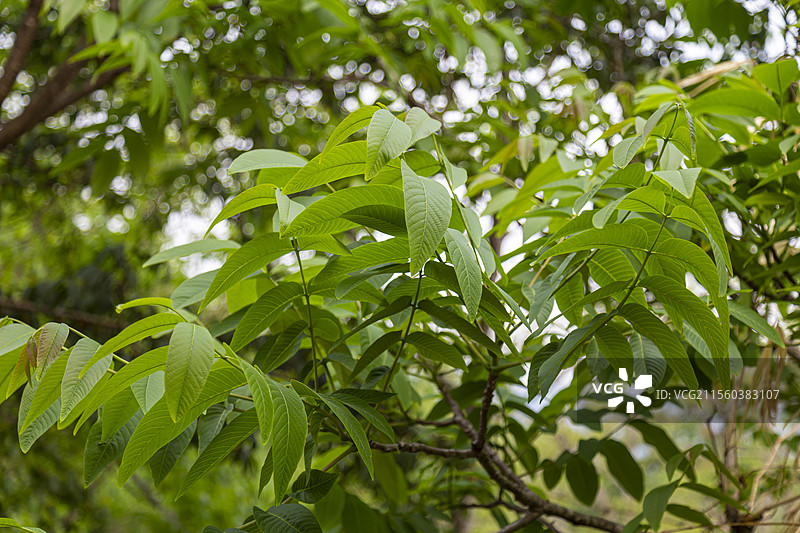 春天核桃树发芽图片素材