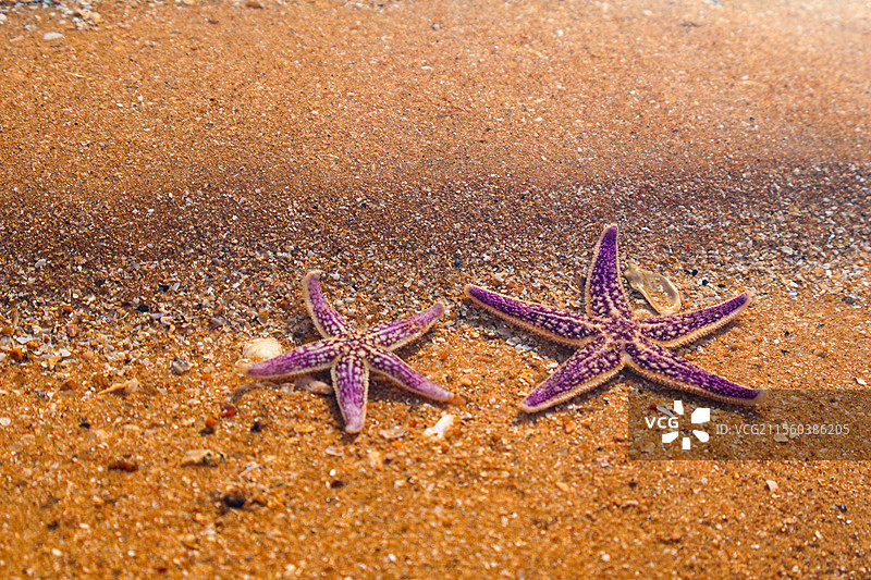 海星海盘车特写图片素材