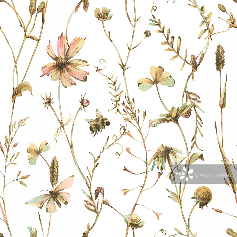 田野草地上的野花和草本植物，宇宙花图片素材