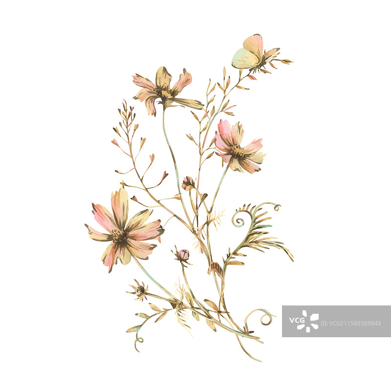 田野草地上的野花和草药，宇宙花与图片素材