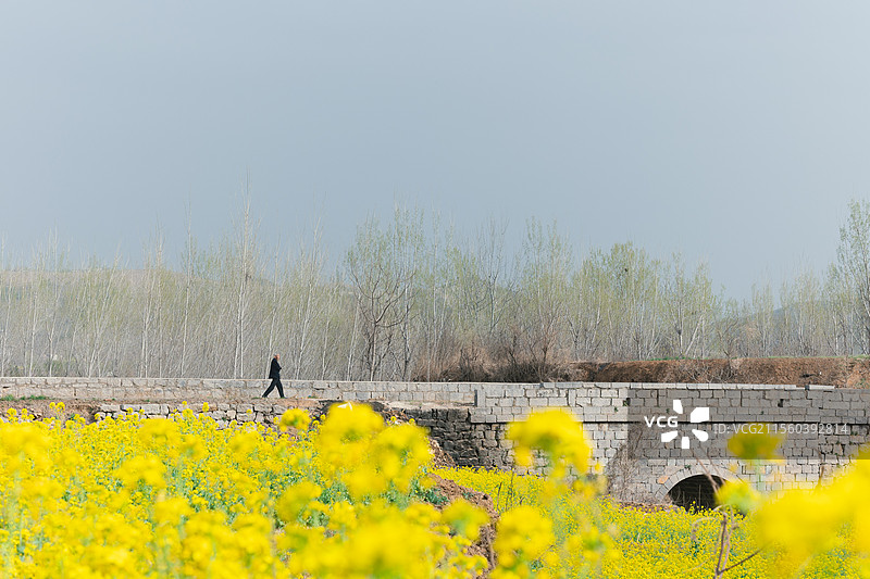 清明踏春，田野里的油菜花开的鲜艳图片素材