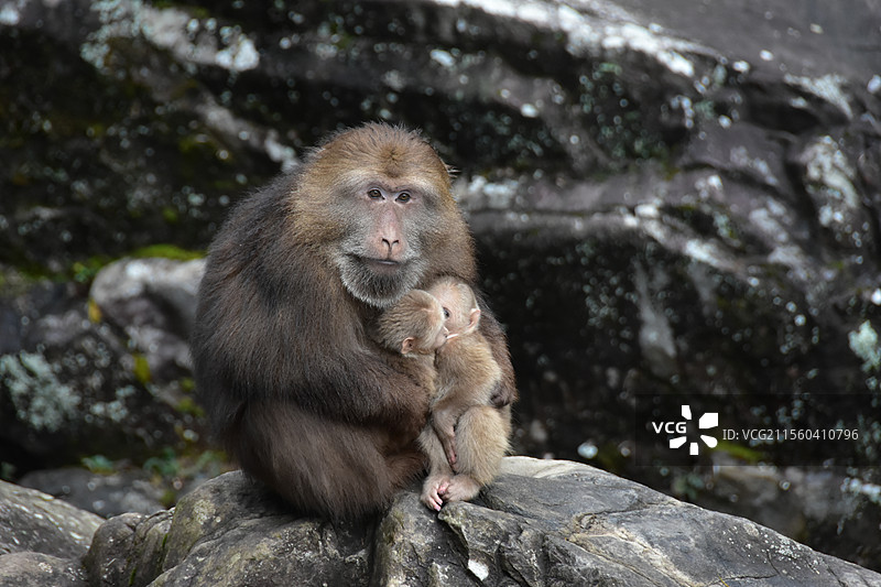 黄山短尾猴图片素材
