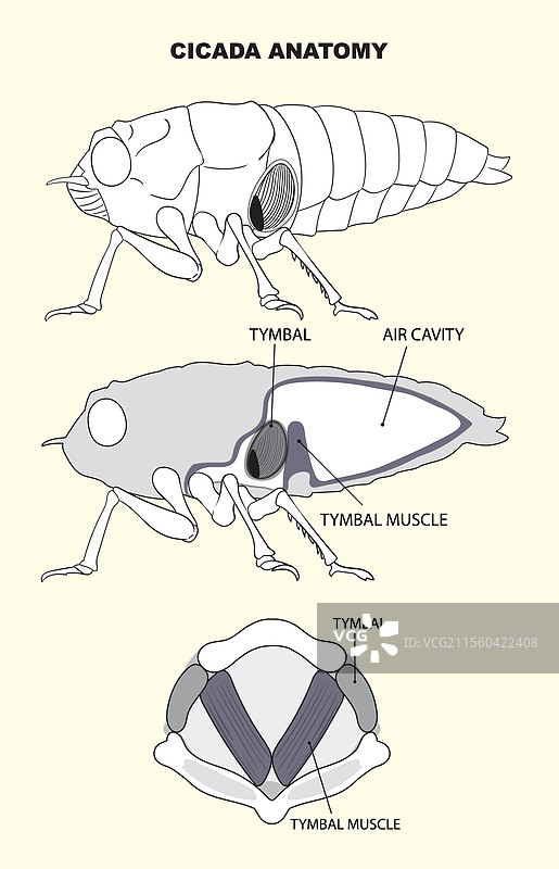 突出蝉的解剖图图片素材