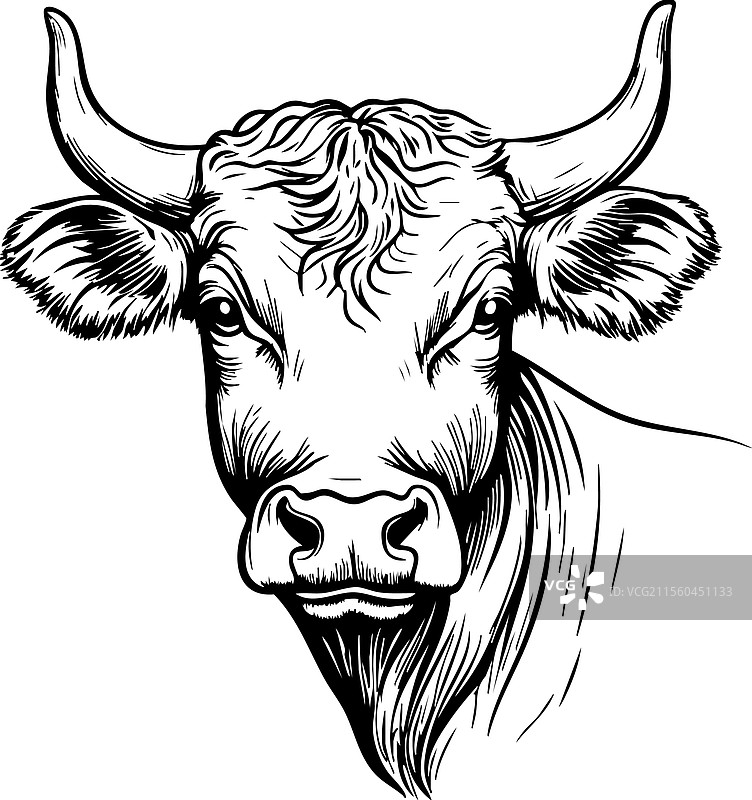 详细的单色公牛头，强壮的角图片素材