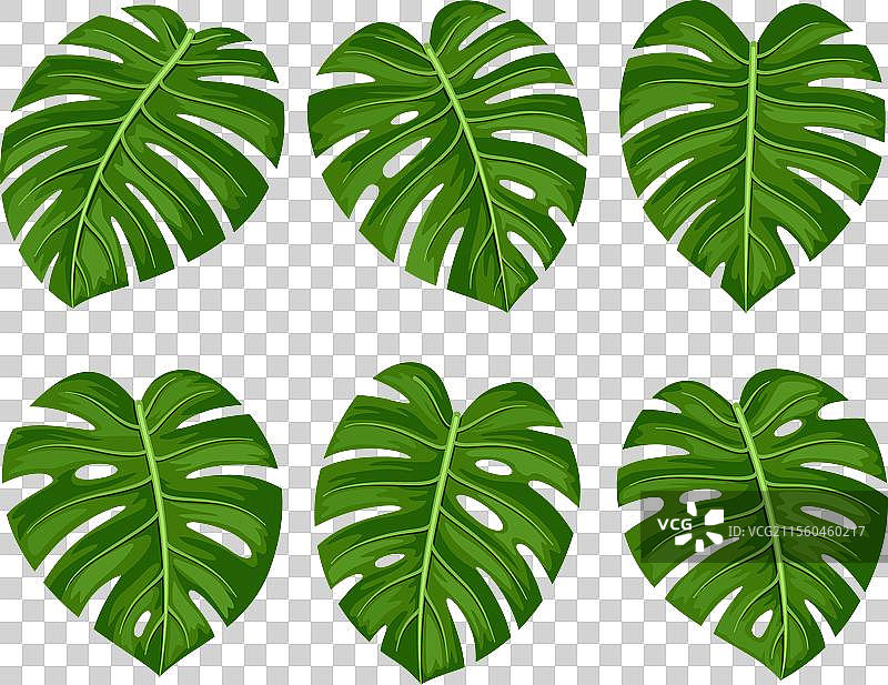 热带龟背竹叶的集合图片素材