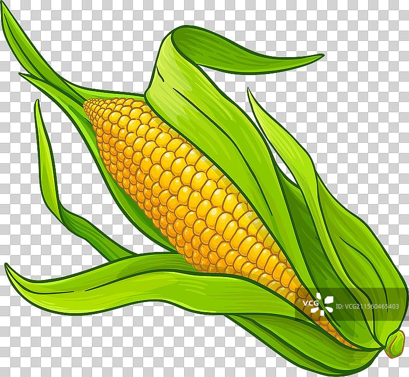 彩色详细的玉米棒图片素材