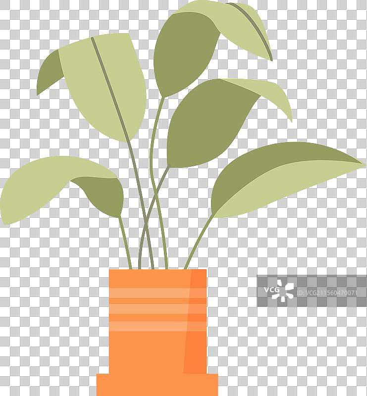 热带异国情调的花盆中的香蕉树叶图片素材