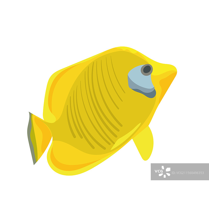 绘制热带鱼：黄鳍鱼和柠檬图片素材
