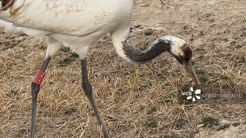 盐城丹顶鹤湿地生态旅游区图片素材