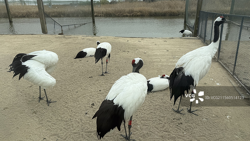 盐城丹顶鹤湿地生态旅游区图片素材