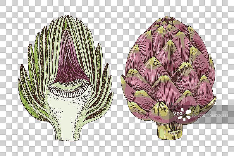 手绘朝鲜蓟系列图片素材