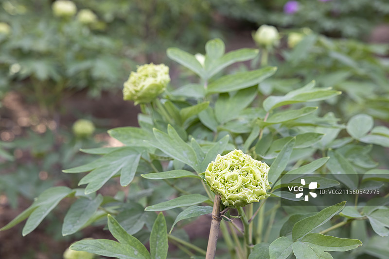 春天清明假期洛阳王城公园含苞待放的绿色牡丹春柳图片素材