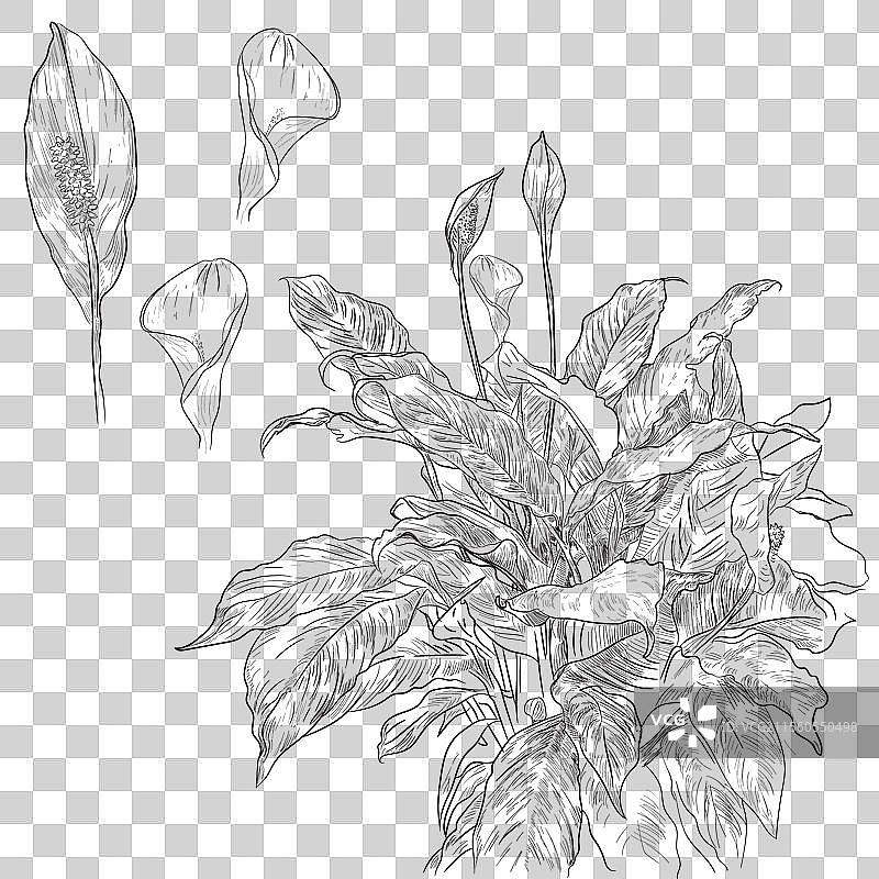 和平百合手绘图图片素材