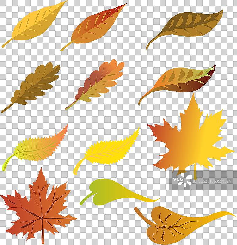 不同类型叶子的图形资源集图片素材