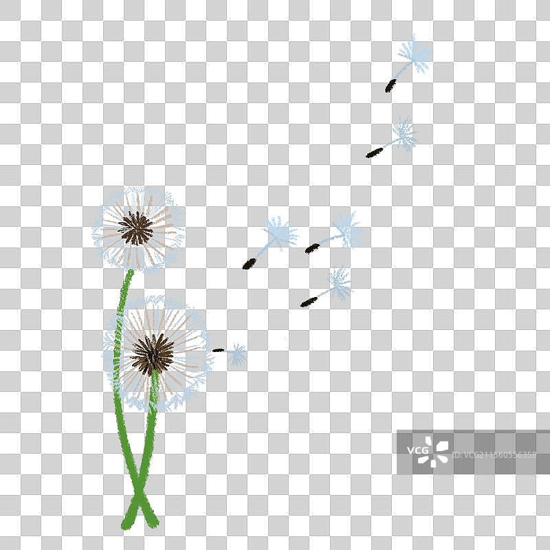 蒲公英图片素材