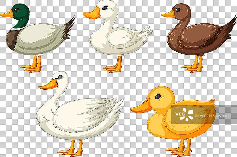 五只不同风格的卡通鸭子站着图片素材