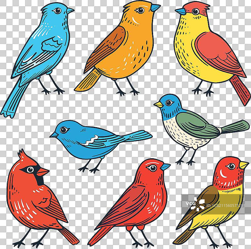 多种色彩斑斓的鸟类图片素材