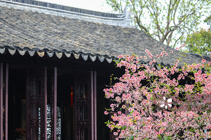 苏州古典园林之网师园春天里的花木组图图片素材