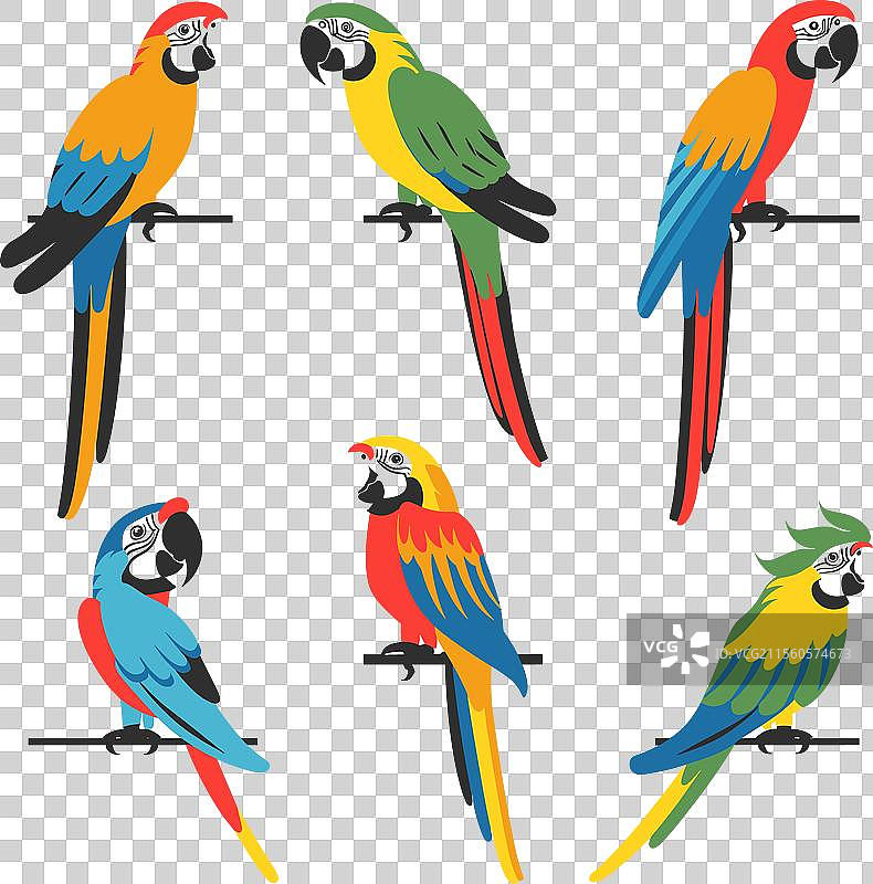 六只色彩斑斓的鹦鹉图片素材