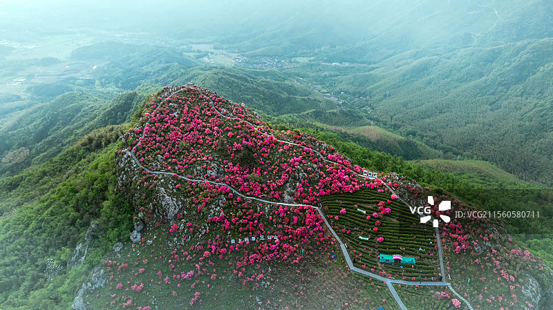 安徽省芜湖市无为县三公山杜鹃花盛开图片素材
